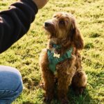 Stop teaching puppies 1 command as trainer shares ‘better’ option