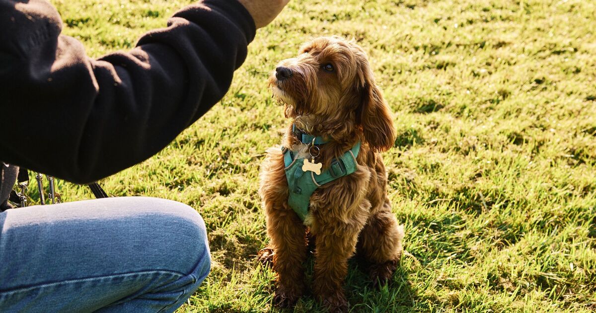 Stop teaching puppies 1 command as trainer shares 'better' option