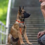 5 dog breeds that are ‘more likely to bite’ and some may surprise you