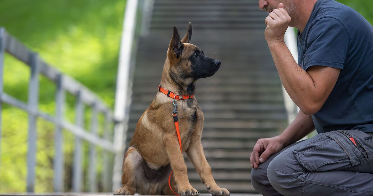 5 dog breeds that are 'more likely to bite' and some may surprise you 1 5 dog breeds that are 'more likely to bite' and some may surprise you