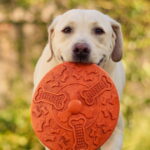 Dog trainer explains what it means if pet keeps showing you objects