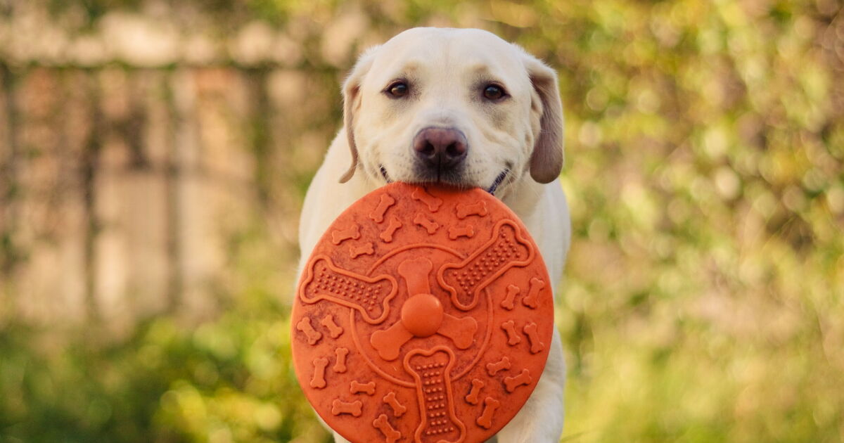 Dog trainer explains what it means if pet keeps showing you objects 1 Dog trainer explains what it means if pet keeps showing you objects
