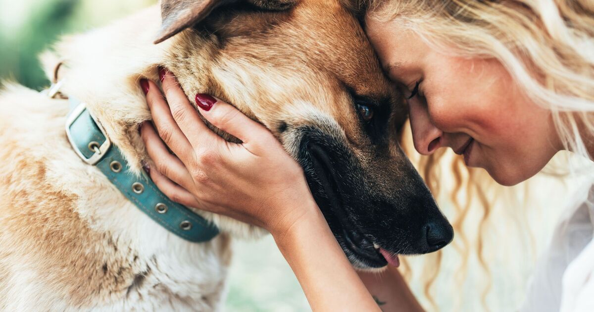 Dog trainer says 'king' of dog breeds makes the best companion 1 Dog trainer says 'king' of dog breeds makes the best companion