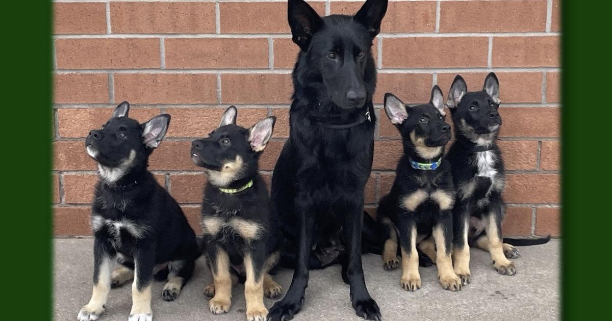Lights, camera, bark! Dogs from Michigan prison training programs featured on 2026 calendar | Lifestyles