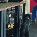 From pups to prison, local organization helps many with service dog training | Community