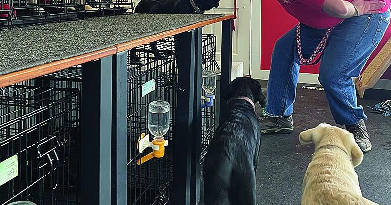 From pups to prison, local organization helps many with service dog training | Community