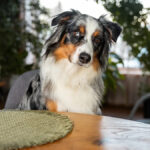 Older Australian Shepherd Sees the Puppy Training and Starts Doing the Commands Too