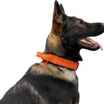 DINGO GEAR Drago Leather Dog Collar, Amortized…