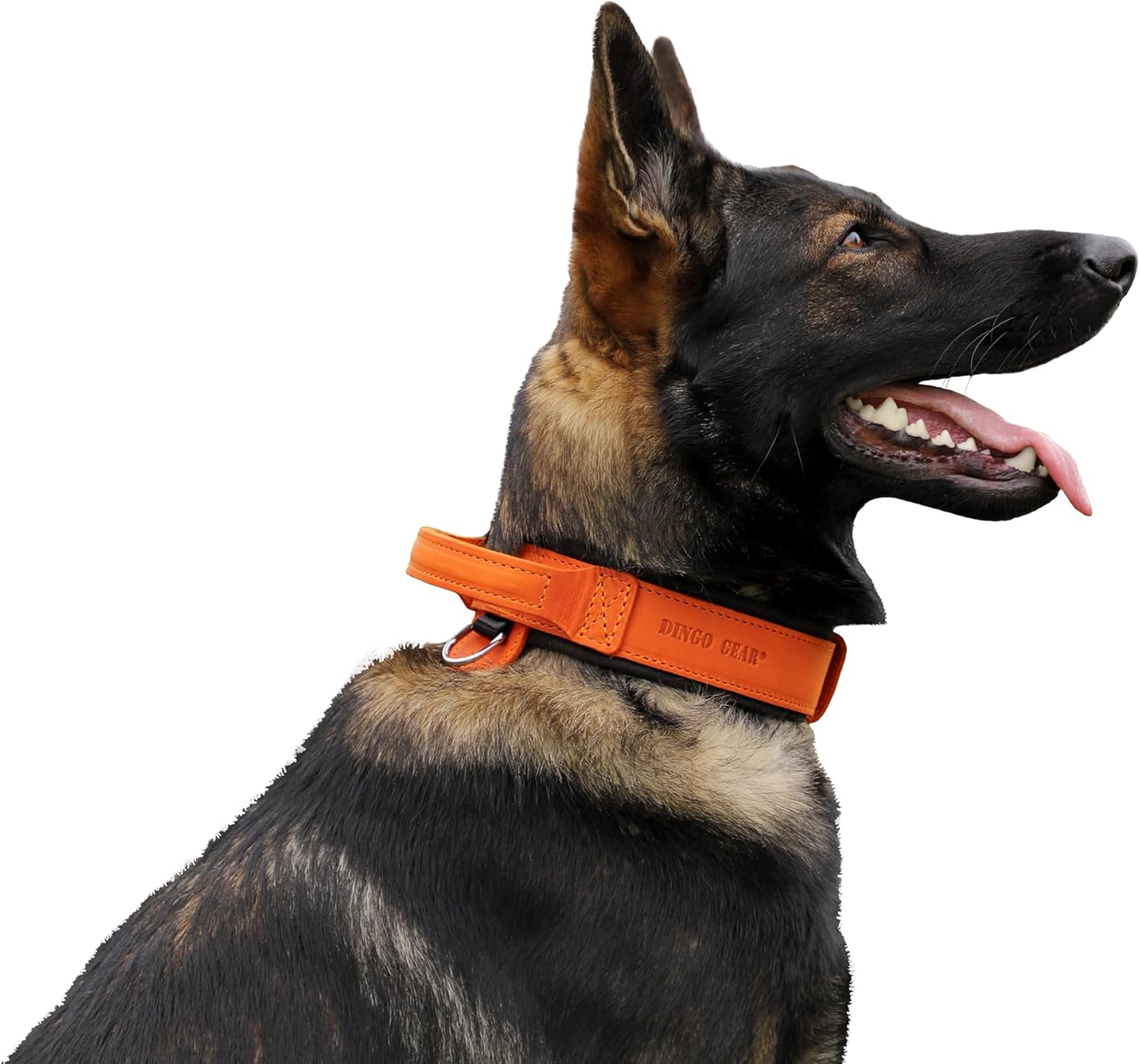 DINGO GEAR Drago Leather Dog Collar, Amortized...