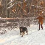Freeport dog training camp teaches dogs how to skijor