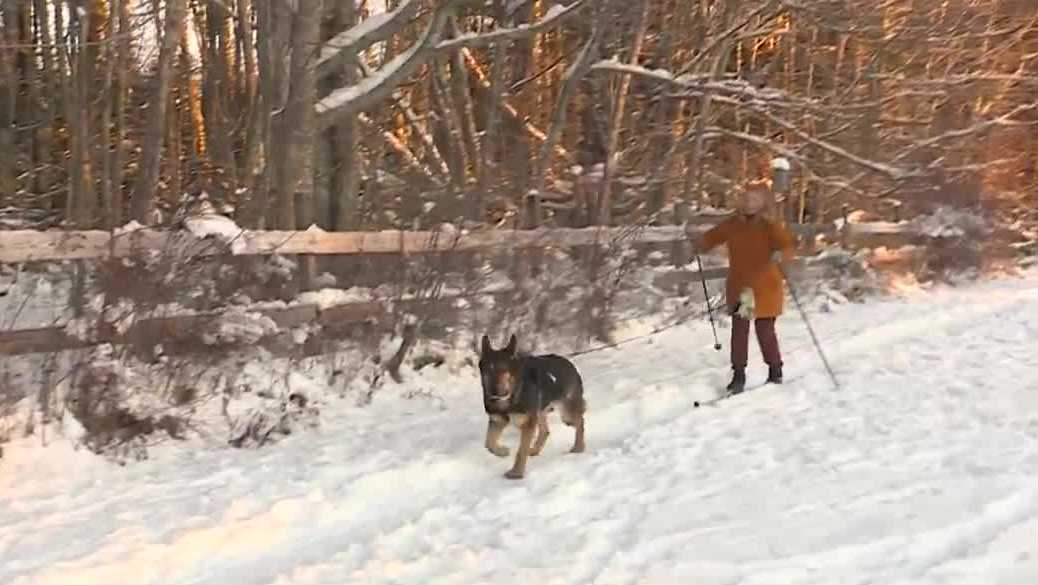 Freeport dog training camp teaches dogs how to skijor
