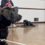 Dogs for autism plea for puppy-training volunteers