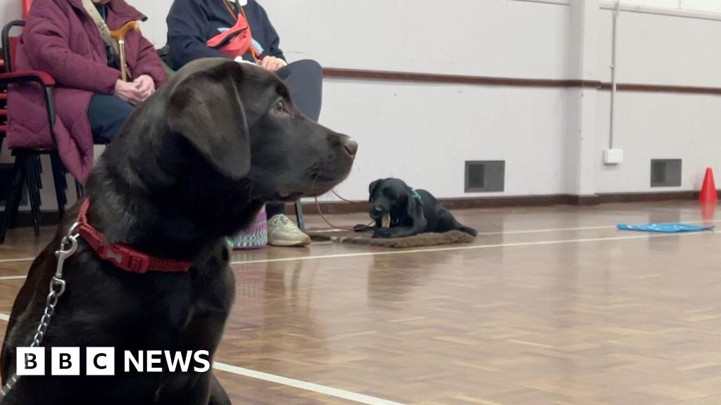 Dogs for autism plea for puppy-training volunteers