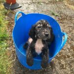 Badger the spaniel who was found dumped in a bucket as puppy training as a police sniffer dog 