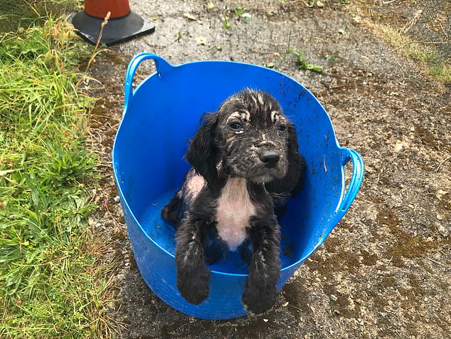 Badger the spaniel who was found dumped in a bucket as puppy training as a police sniffer dog 