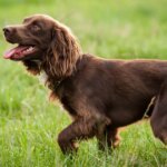 Boykin Spaniel Dog Breed Information & Characteristics