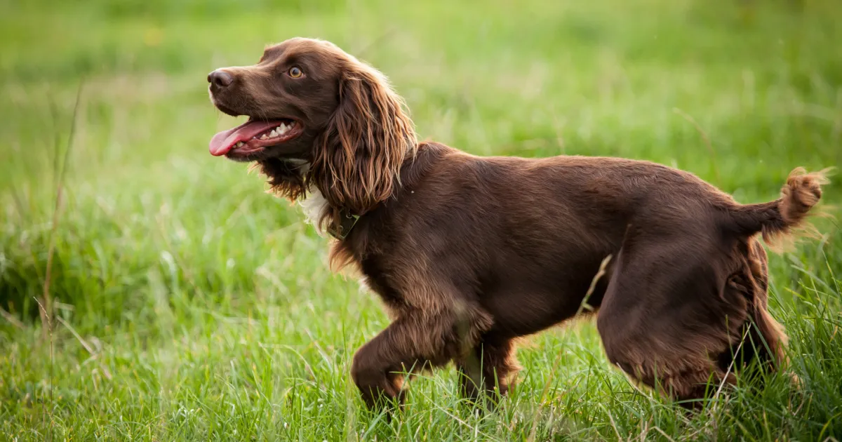 Boykin Spaniel Dog Breed Information & Characteristics