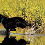 Boykin Spaniel: Hunting Dog Breed Profile