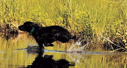 Boykin Spaniel: Hunting Dog Breed Profile 6 Boykin Spaniel: Hunting Dog Breed Profile
