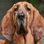 the dog breeds that are hardest to train