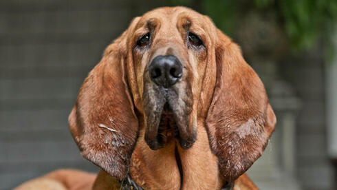 the dog breeds that are hardest to train 1 the dog breeds that are hardest to train