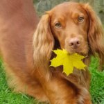 Clever cocker spaniel masters the xylophone and complex brain training games