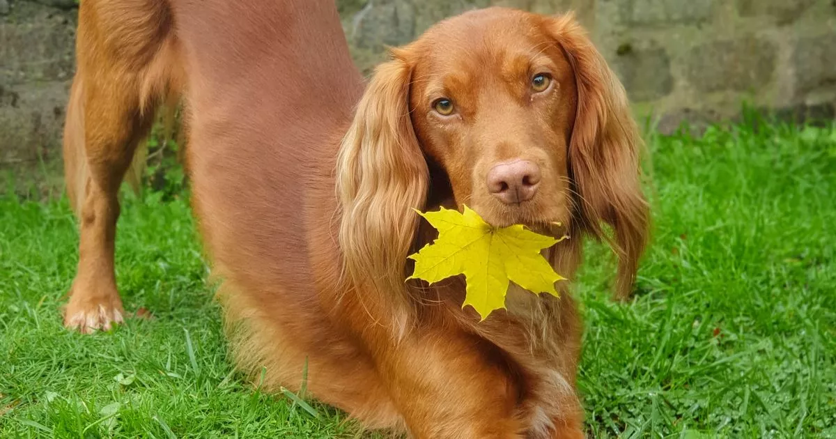 Clever cocker spaniel masters the xylophone and complex brain training games