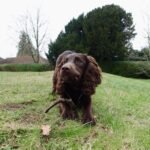 Clicker training – How to teach a dog new tricks