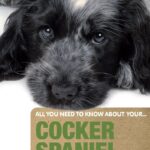 Cocker Spaniel: An Owner’s Guide