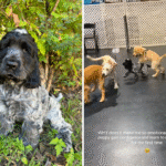 Cocker Spaniel Puppy Learning To Make Friends at Day Care Melts Hearts