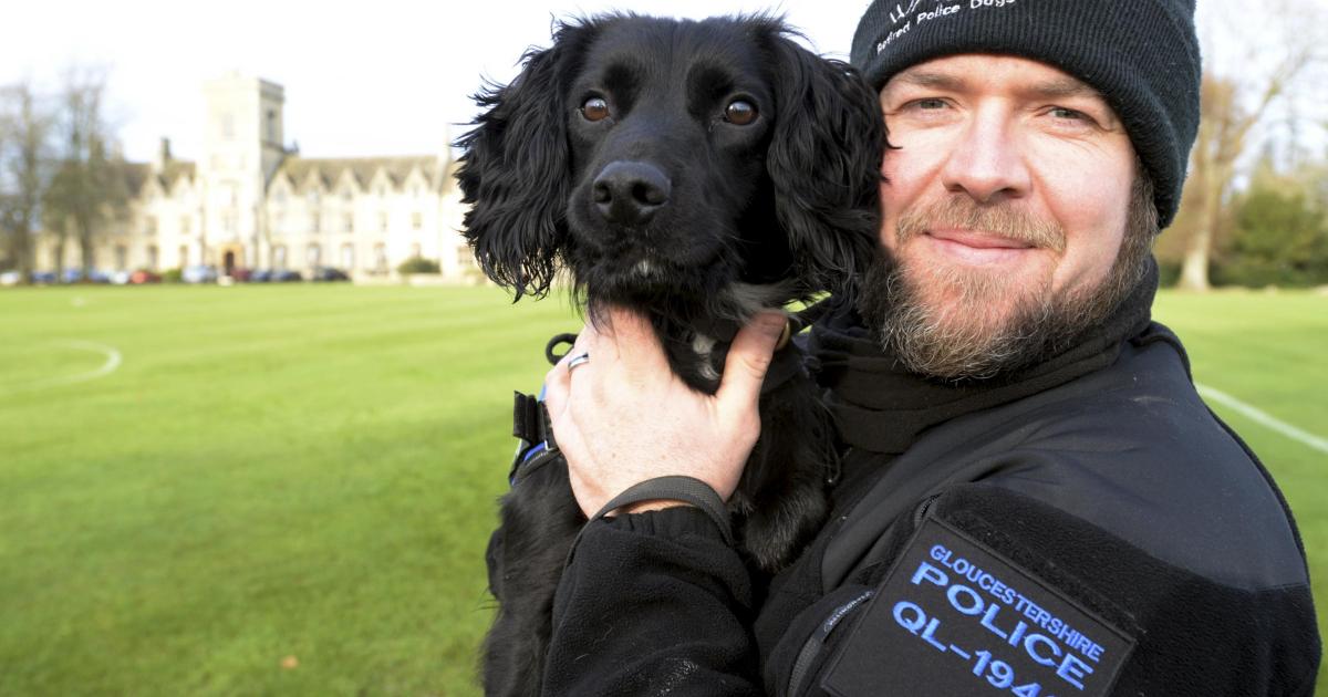 Cocker spaniel abused by owner now training to become police dog