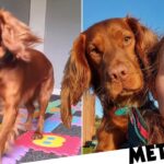 Cocker spaniel becomes ‘first in world’ to master hopscotch