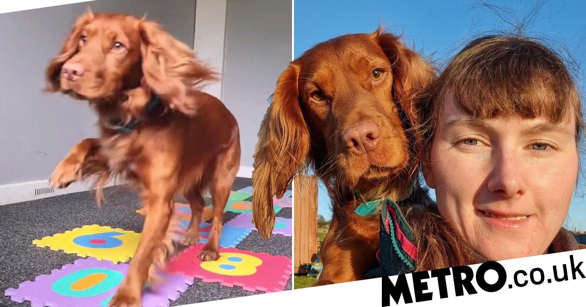 Cocker spaniel becomes 'first in world' to master hopscotch