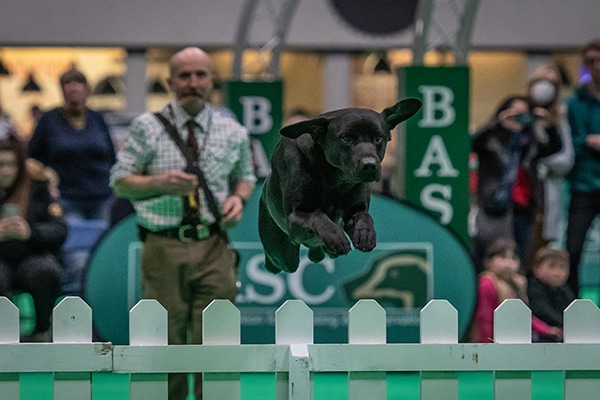 Competing at Crufts for the first time