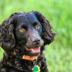 Cost of a Boykin Spaniel Puppy by US Region [2024]