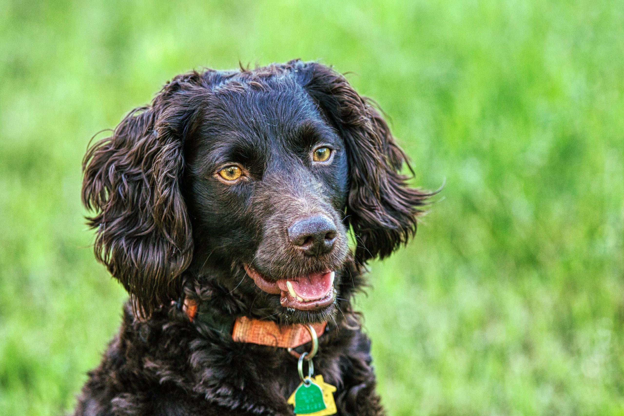 Cost of a Boykin Spaniel Puppy by US Region [2024]