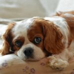 Cost of a Cavalier King Charles Spaniel Puppy by US Region [2024]