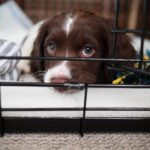 Crate training a puppy: Six tips from expert dog trainer Ben Randall
