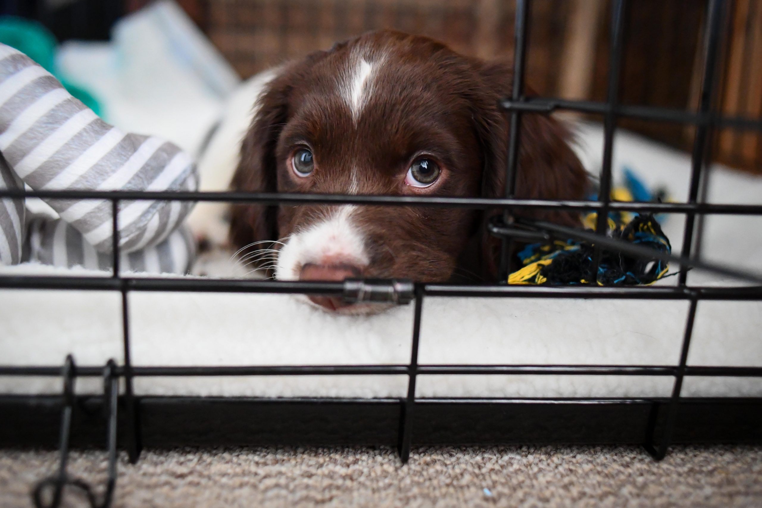 Crate training a puppy: Six tips from expert dog trainer Ben Randall