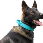 DINGO GEAR Drago Leather Dog Collar, Amortized…