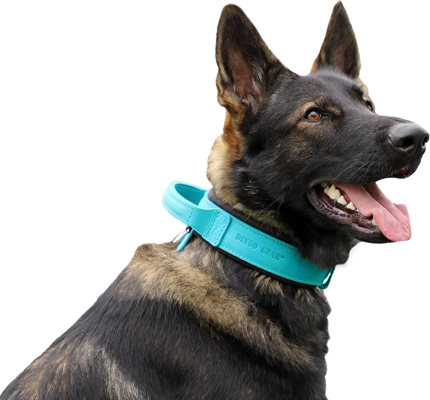 DINGO GEAR Drago Leather Dog Collar, Amortized...