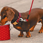 Camaraderie, classes & more: Dog Obedience Club trains canines — and owners