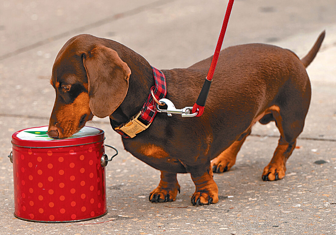 Camaraderie, classes & more: Dog Obedience Club trains canines — and owners