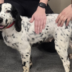 Dog reunited with owner eight years after being stolen | UK News