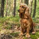 English Cocker Spaniel Dog Breed Health and Care