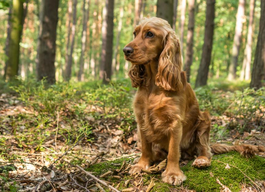 English Cocker Spaniel Dog Breed Health and Care