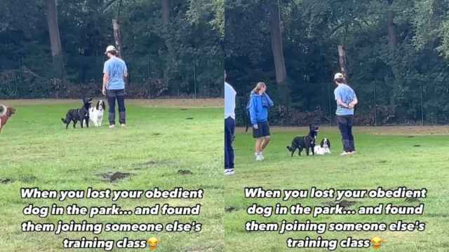 English Springer Spaniel Joins Another Dog’s Training Class