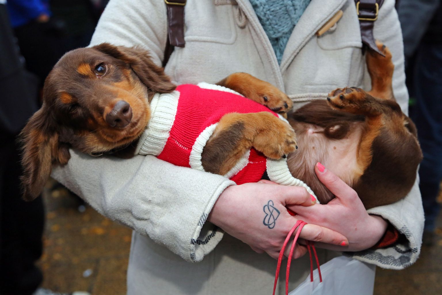 Norfolk dog trainer says booming Christmas industry will keep growing | News 1 Norfolk dog trainer says booming Christmas industry will keep growing | News