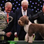 Gun dog Orca wins Best in Show at Crufts 2023 amid ferocious competition with 19,000 hounds taking part