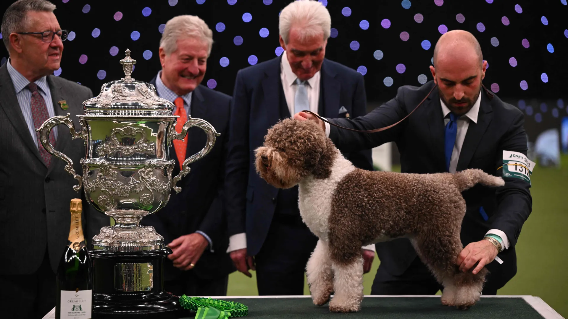 Gun dog Orca wins Best in Show at Crufts 2023 amid ferocious competition with 19,000 hounds taking part 3 Gun dog Orca wins Best in Show at Crufts 2023 amid ferocious competition with 19,000 hounds taking part